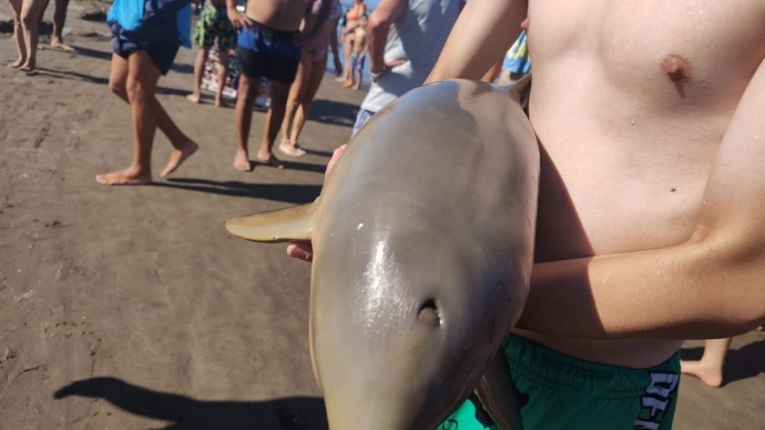 Otra vez: murió un delfín en la costa argentina porque lo sacaron del agua para tomarse fotos